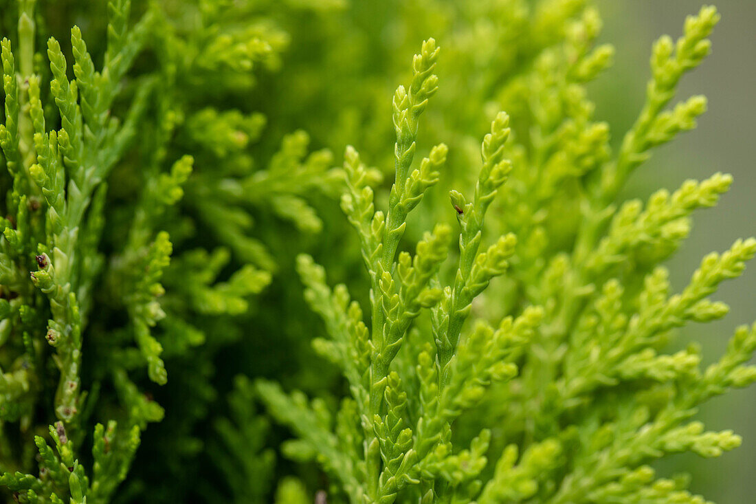 Chamaecyparis lawsoniana