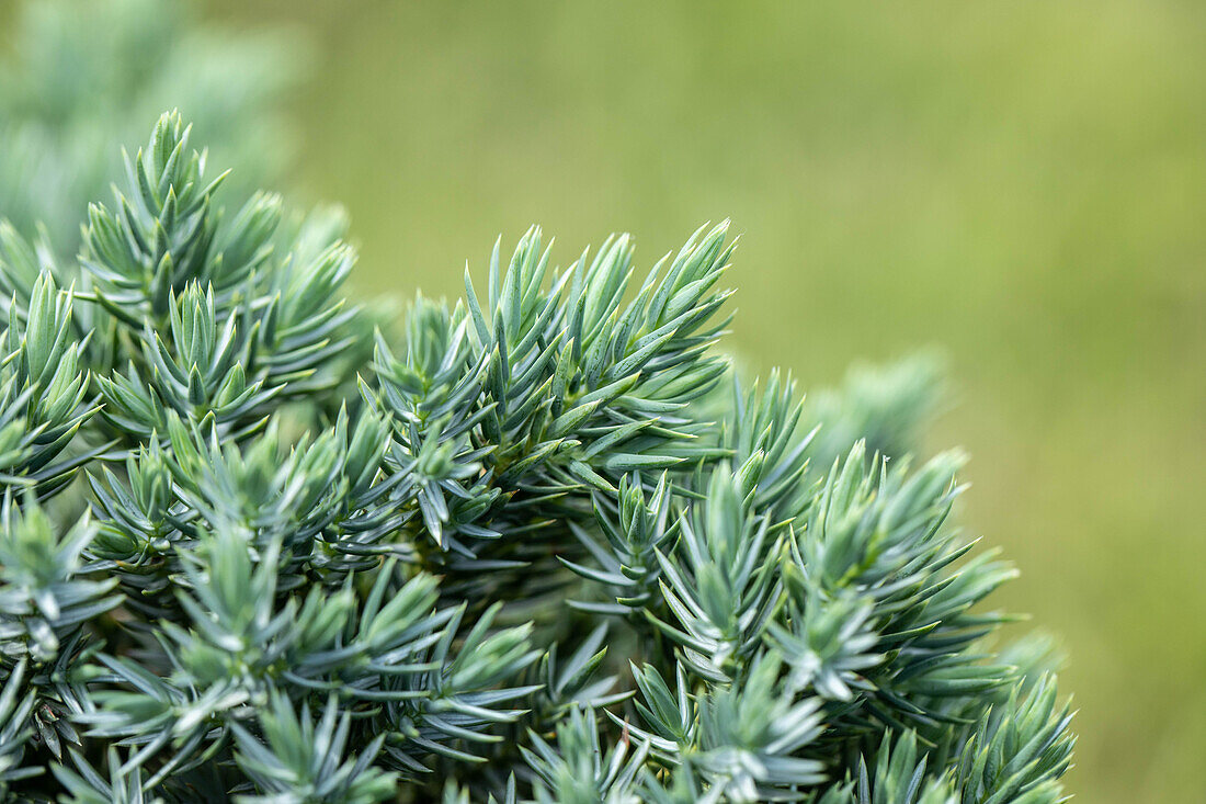 Juniperus chinensis