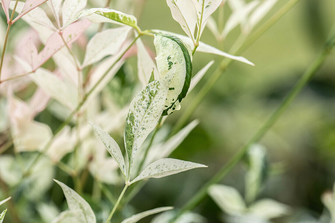 Nandina domestica 'Twilight'