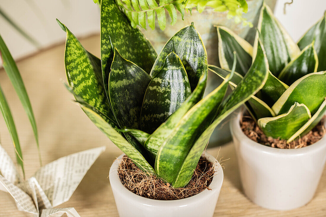 Sansevieria trifasciata 'Hahnii'