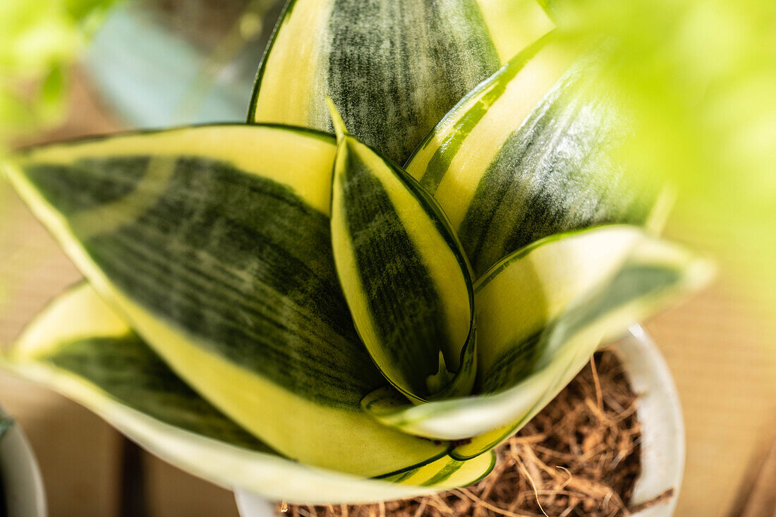 Sansevieria trifasciata 'Golden Hahnii'