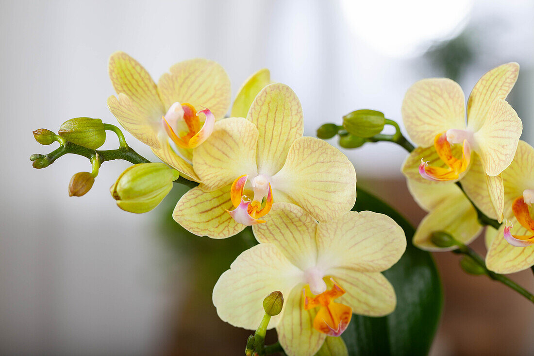 Phalaenopsis, yellow