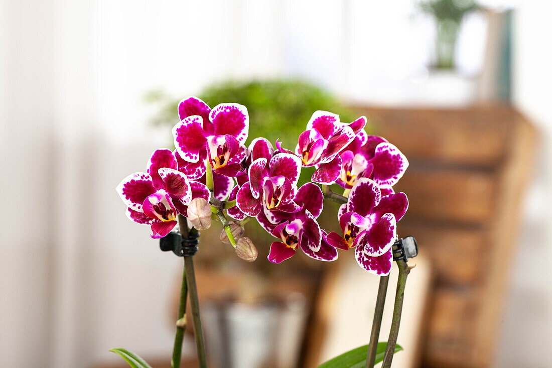 Phalaenopsis, bicoloured