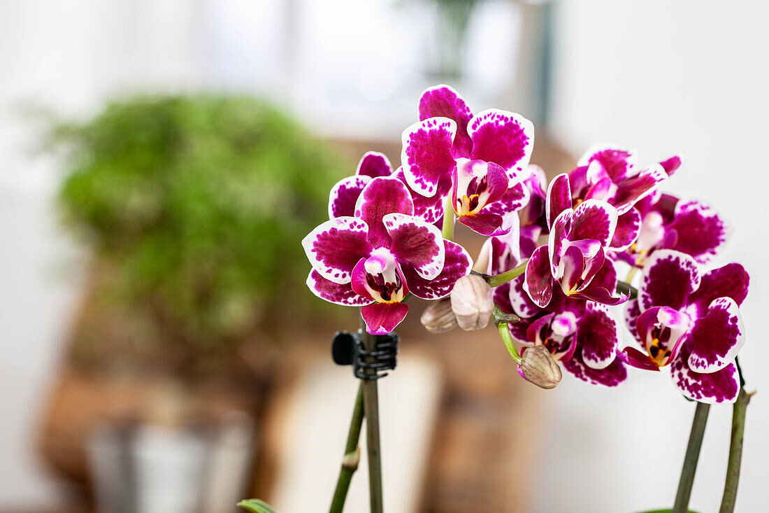 Phalaenopsis, bicoloured