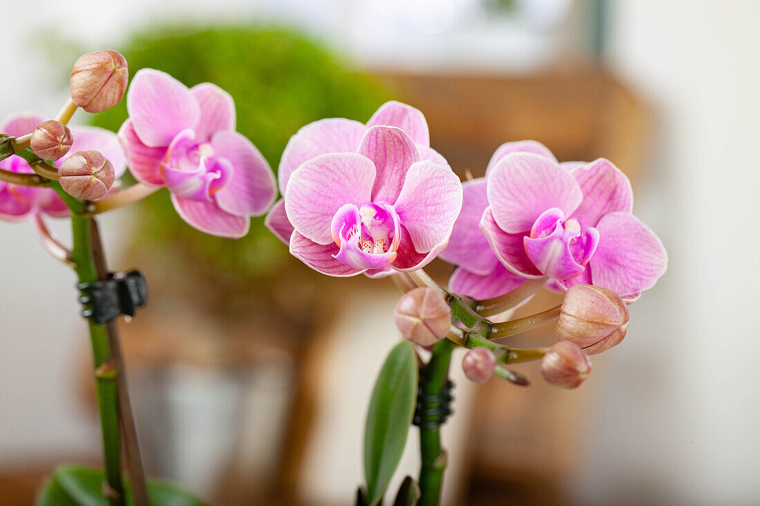 Phalaenopsis, rosa