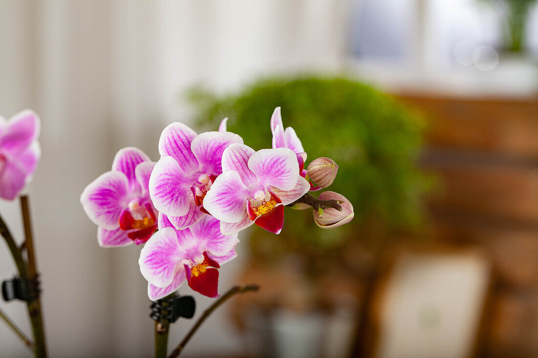 Phalaenopsis, zweifarbig