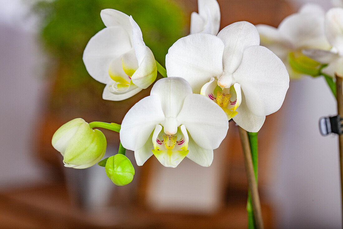 Phalaenopsis, weiß