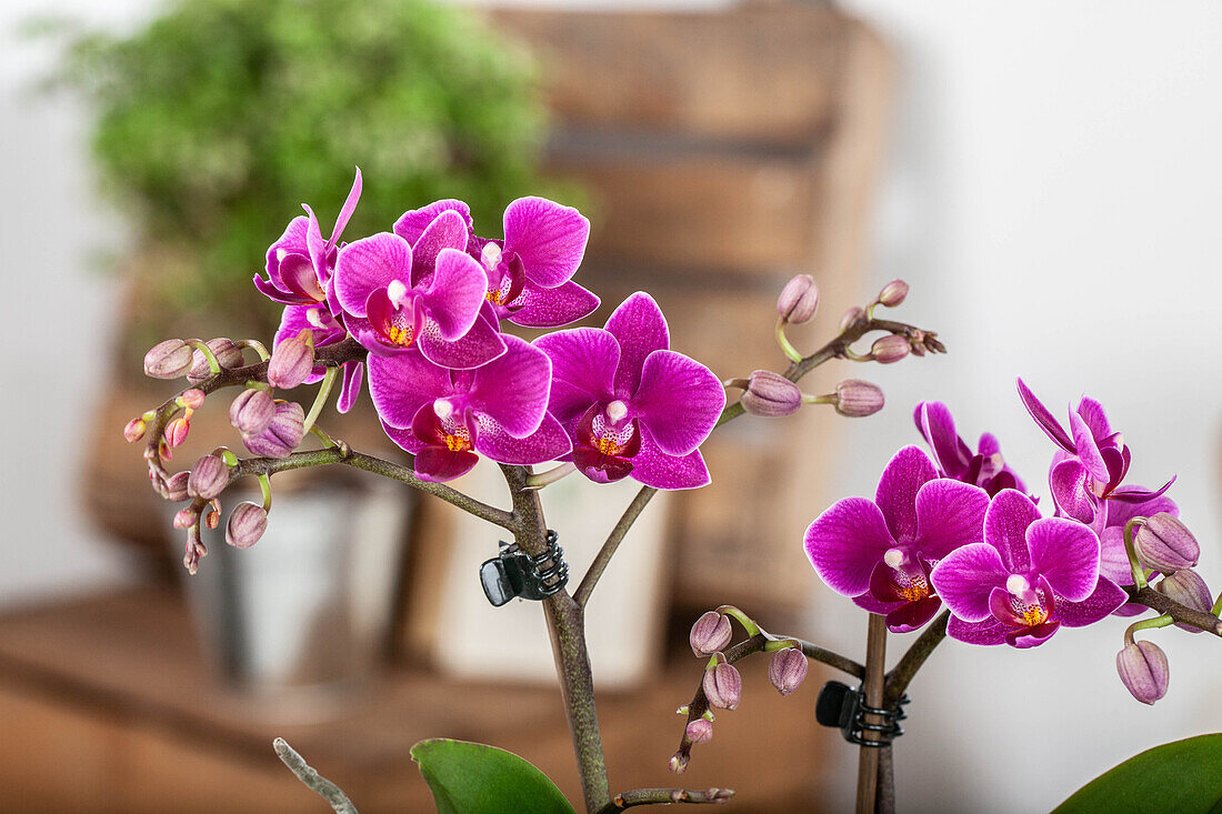 Phalaenopsis multiflora