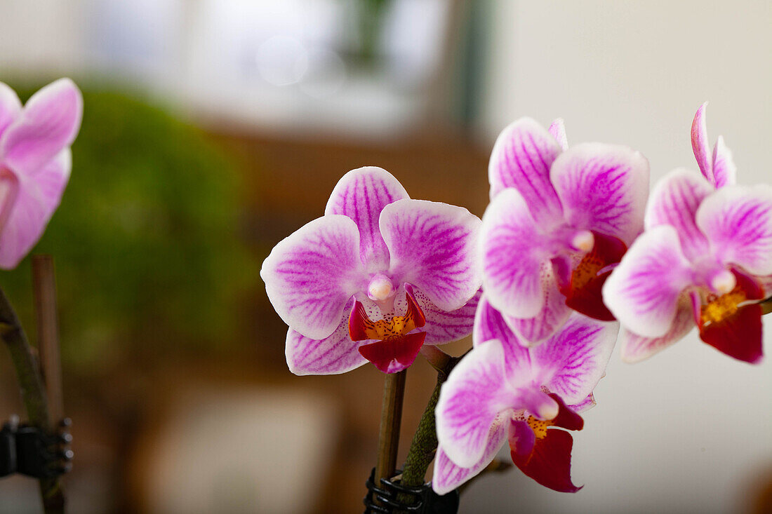 Phalaenopsis Mini