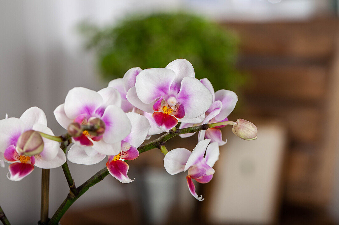 Phalaenopsis Mini