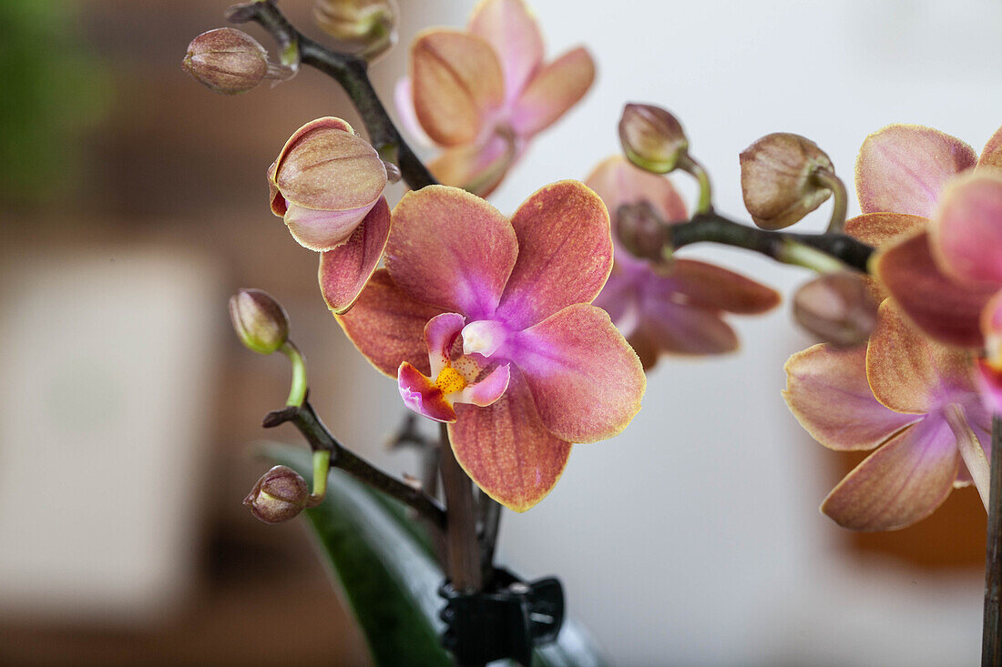 Phalaenopsis multiflora