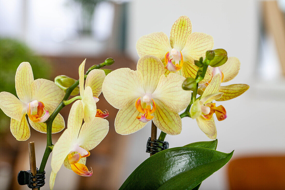 Phalaenopsis, yellow