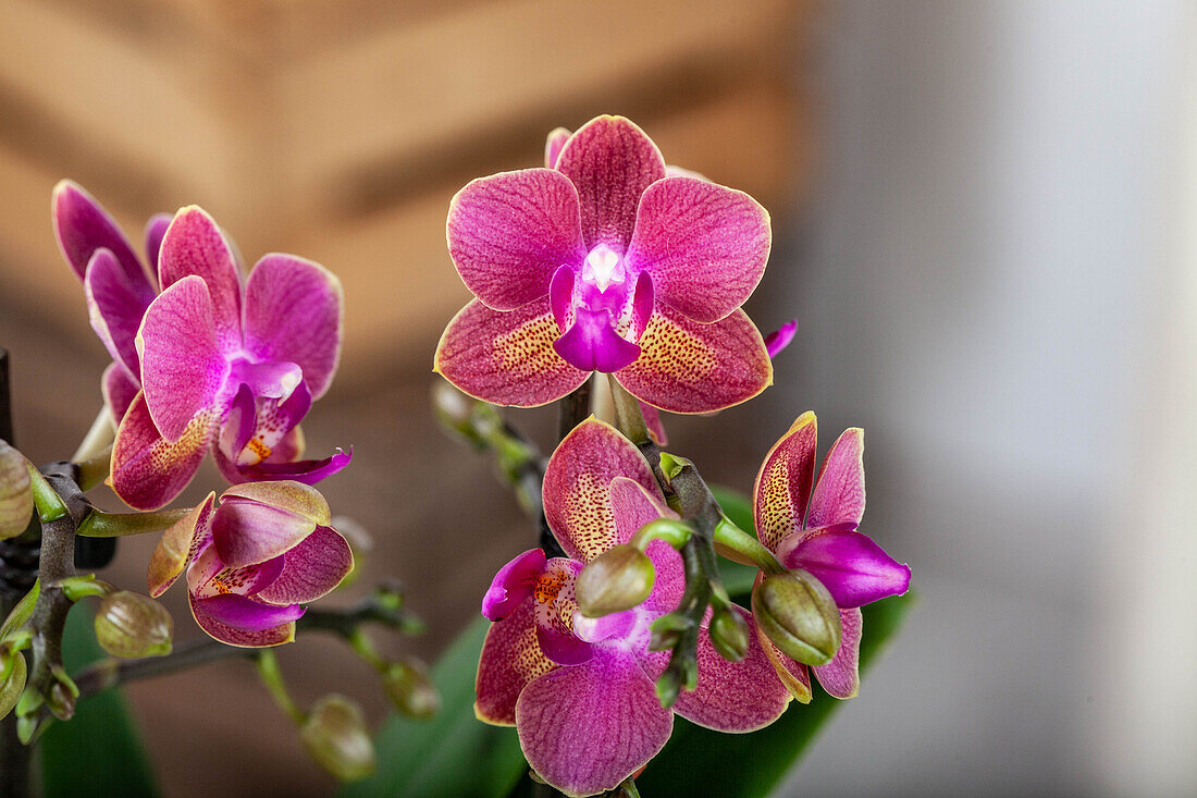 Phalaenopsis, bicoloured