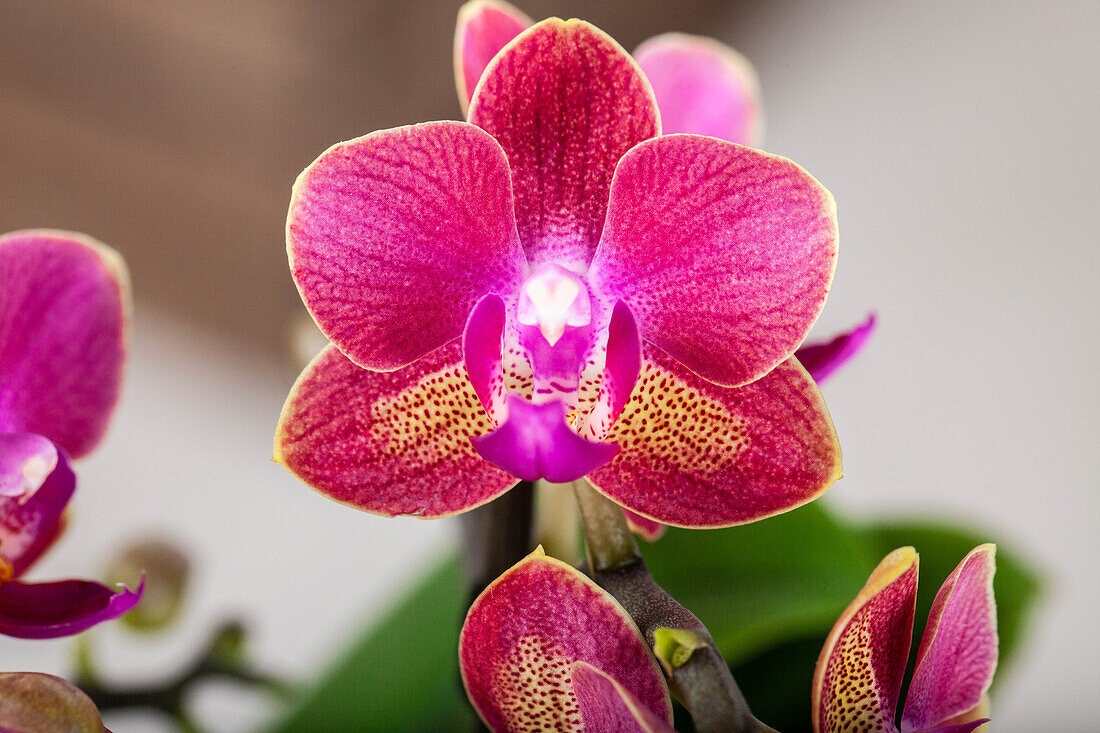 Phalaenopsis, zweifarbig