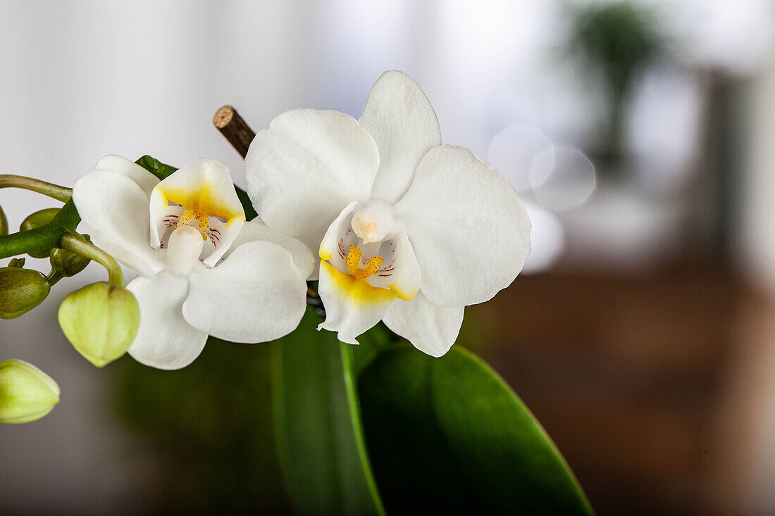 Phalaenopsis, white