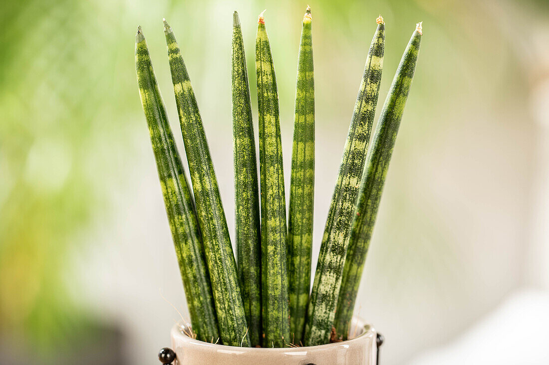 Sansevieria cylindrica