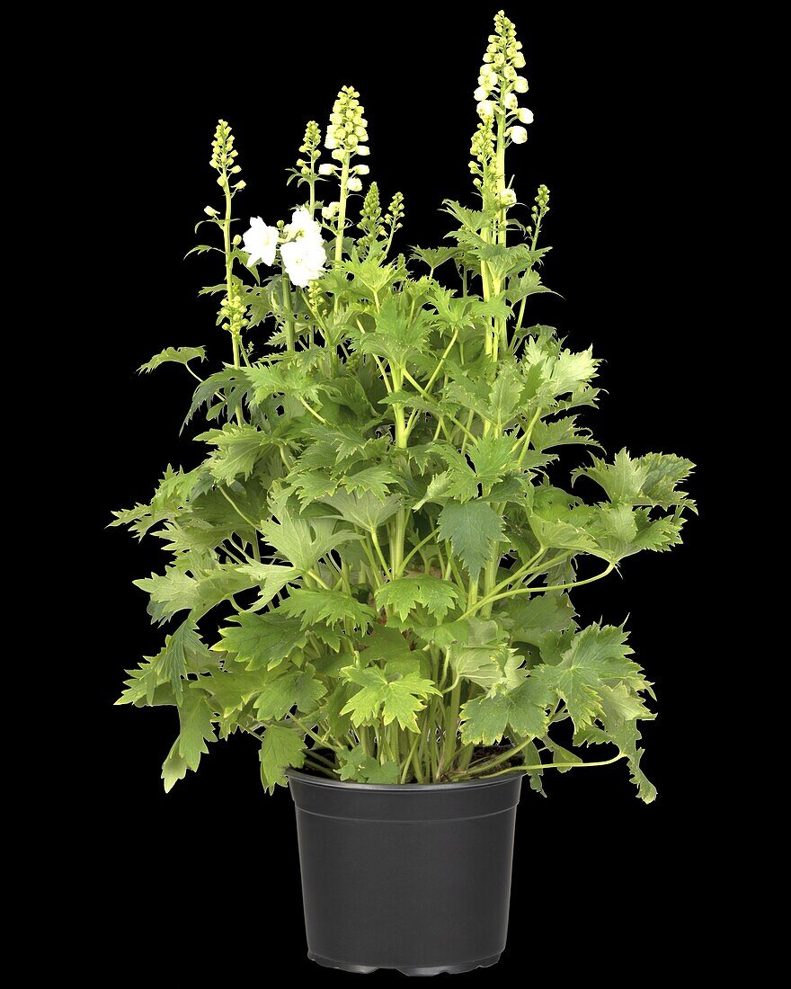 Delphinium x elatum, white