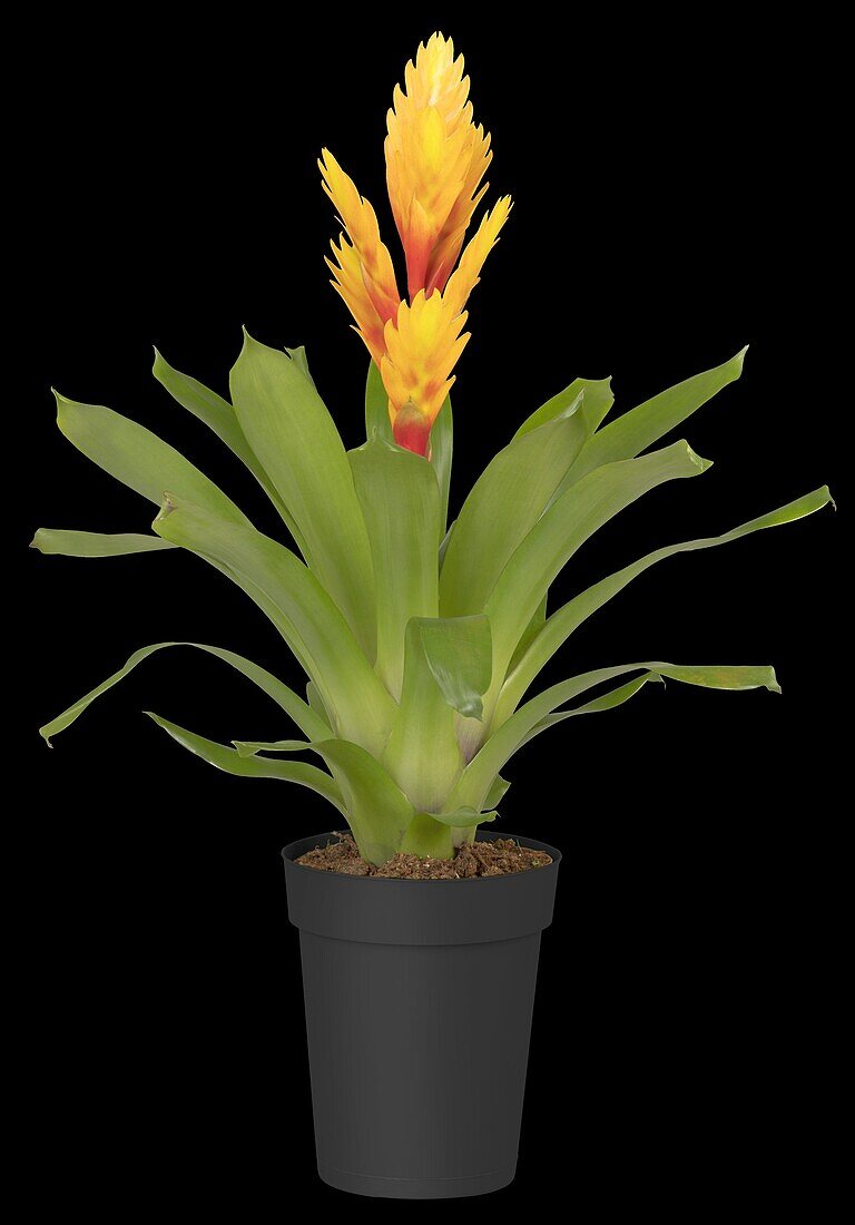 Vriesea, yellow