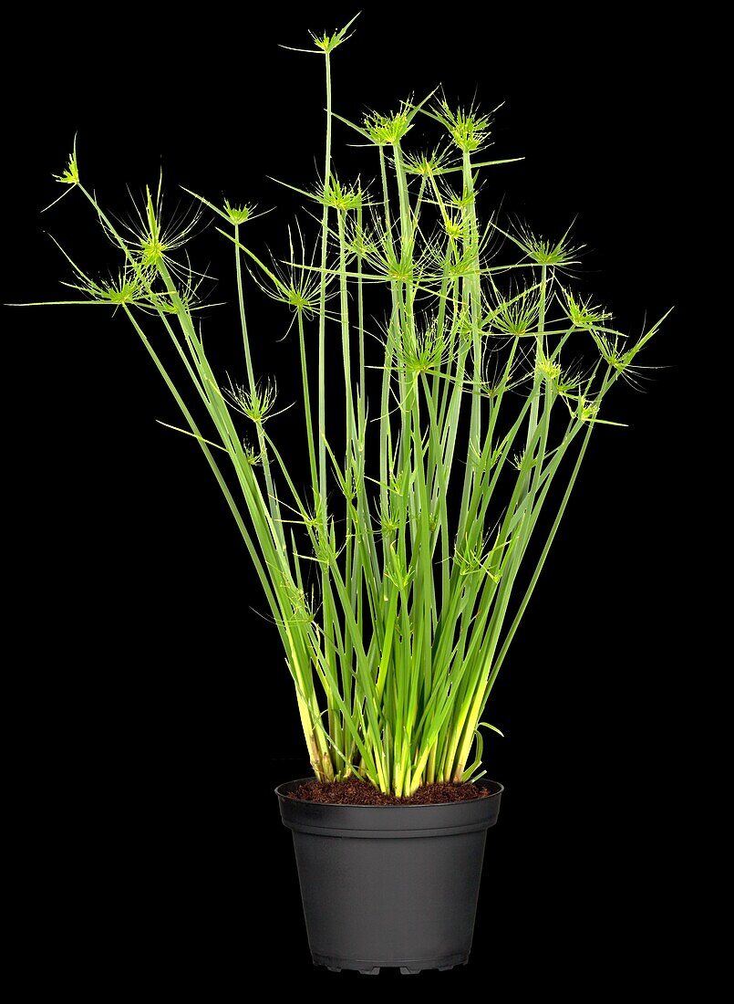 Cyperus haspan