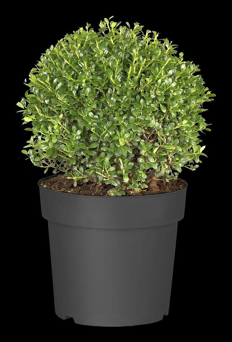 Ilex crenata 'Robustico', globe