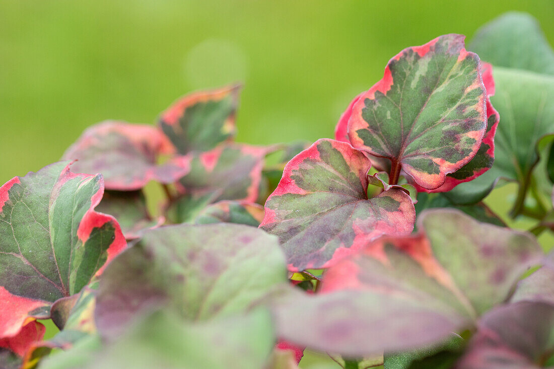 Houttuynia cordata 'Chameleon'