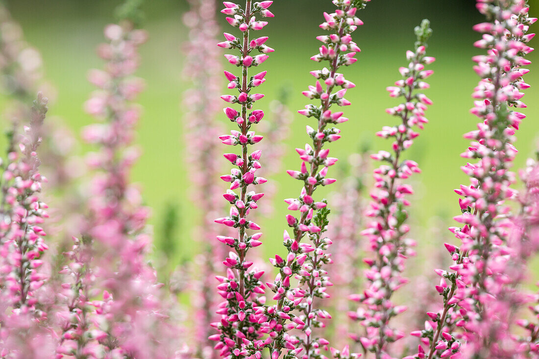 Calluna vulgaris Gardengirls®