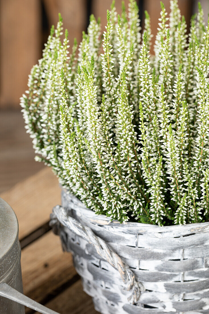 Calluna vulgaris Gardengirls®, white