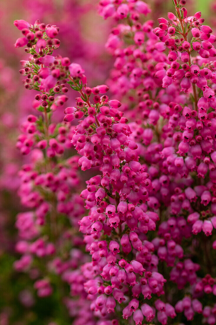 Erica gracilis 'Beauty Queens'®