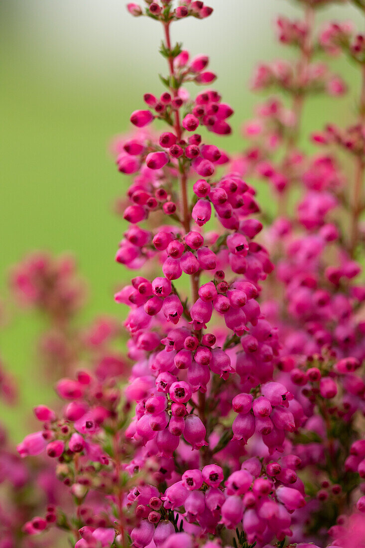 Erica gracilis 'Beauty Queens'®