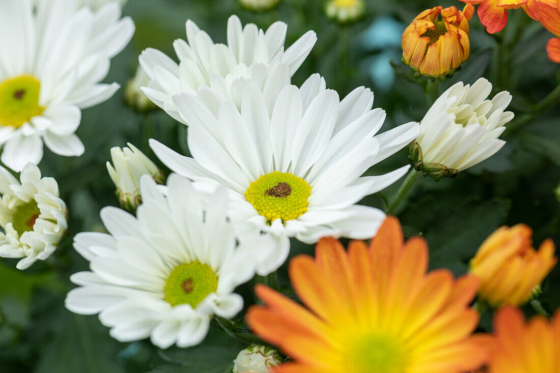 Chrysanthemum indicum, white