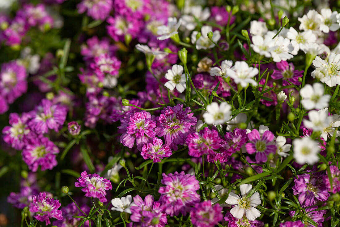 Gypsophila muralis 'Twins'