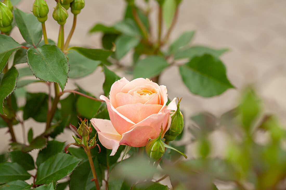 Small shrub rose, salmon pink