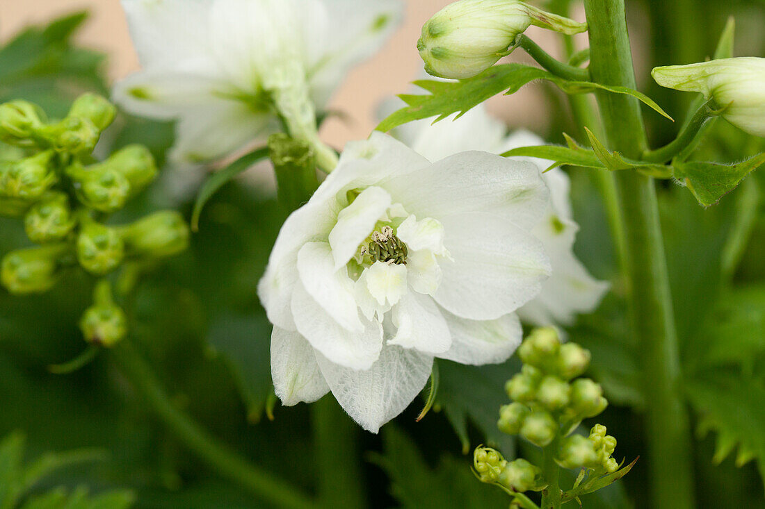 Delphinium x elatum, white