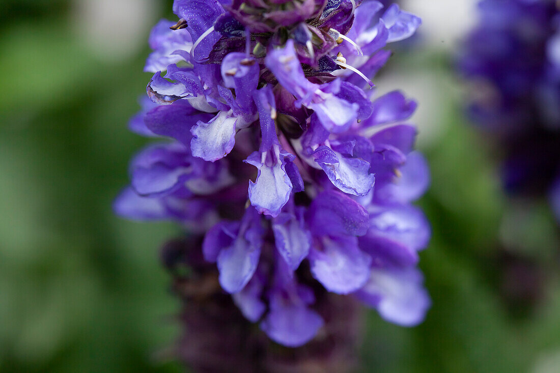 Salvia nemorosa