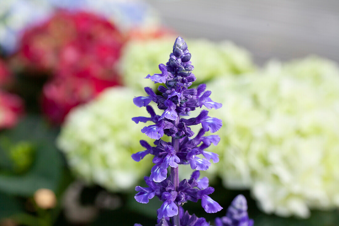 Salvia farinacea 'Mystic Spires'