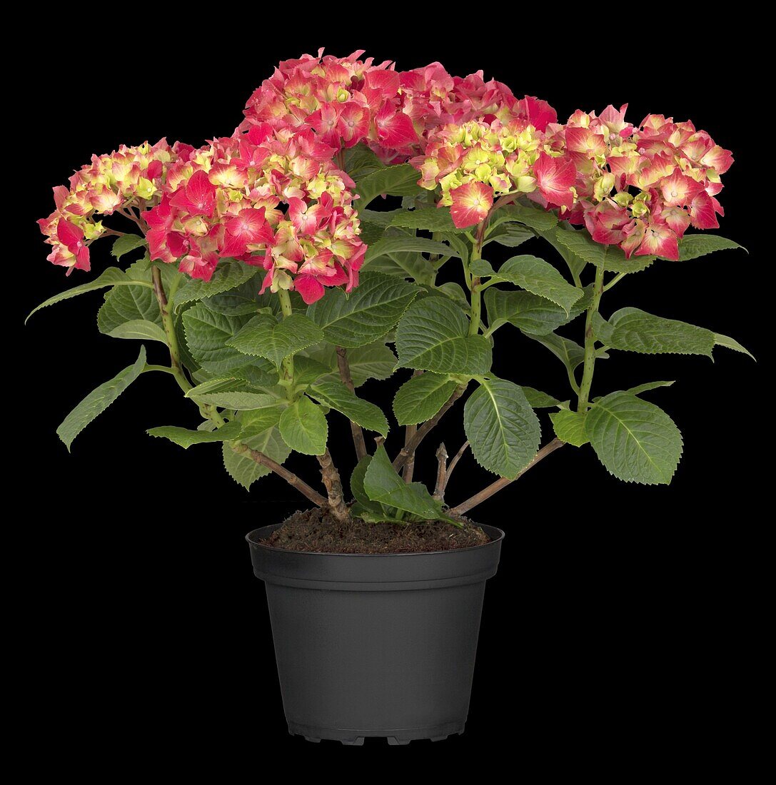 Hydrangea macrophylla, red