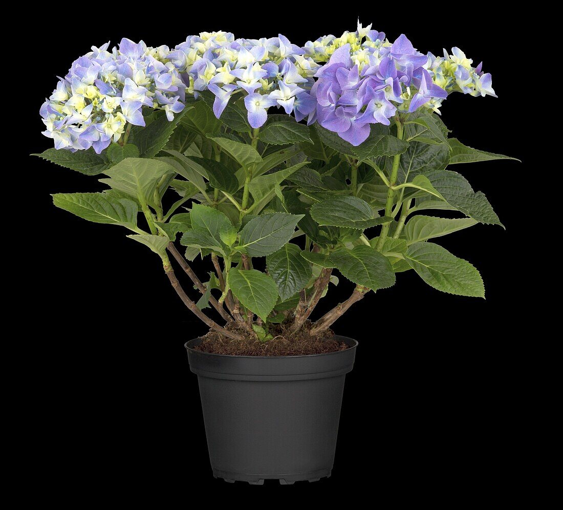 Hydrangea macrophylla, blau