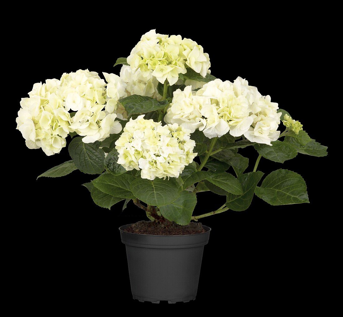 Hydrangea macrophylla, white