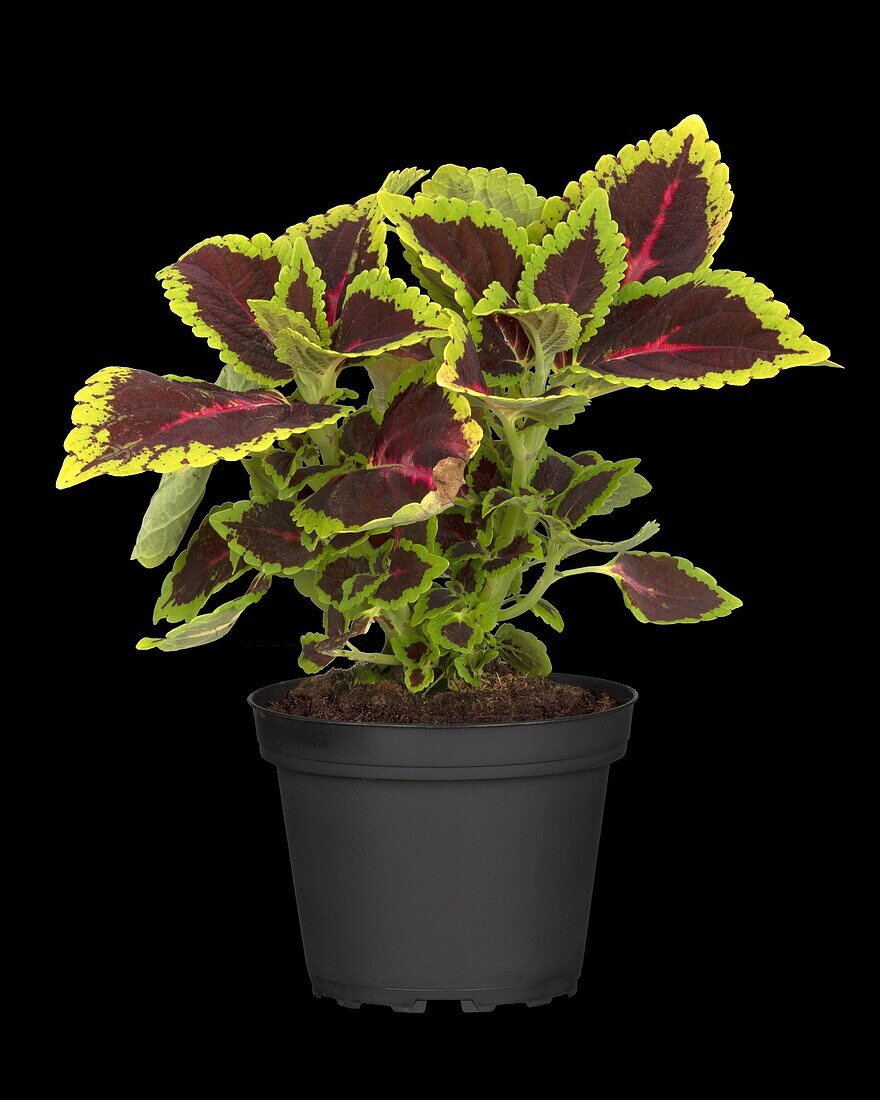 Coleus blumei