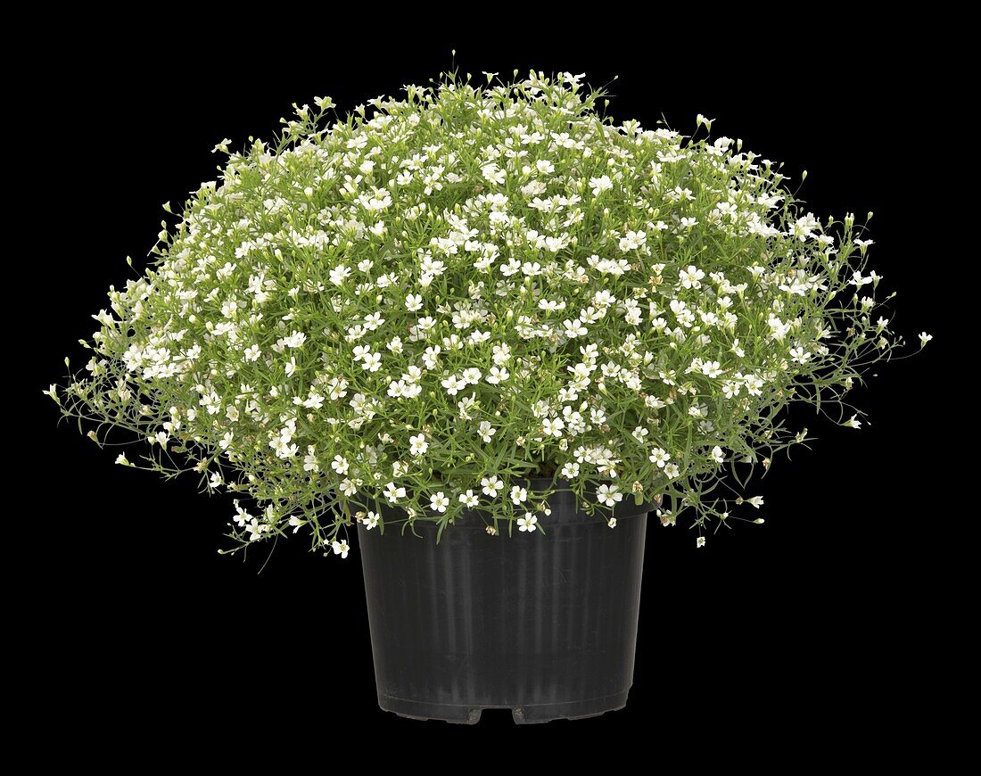 Gypsophila muralis, white