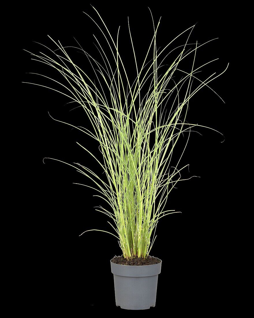 Calamagrostis x acutiflora