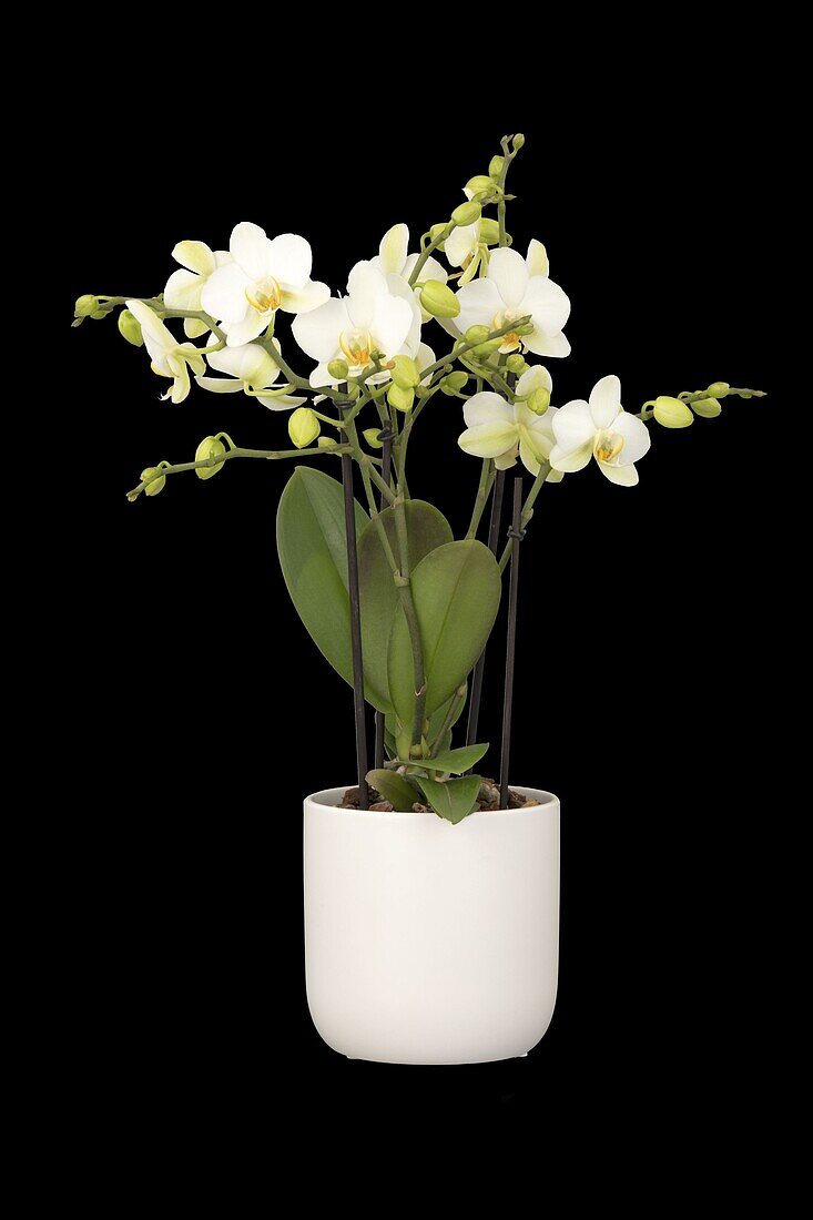 Phalaenopsis multiflora, white