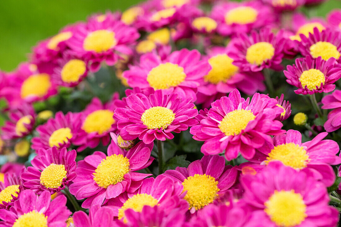 Chrysanthemum multiflora