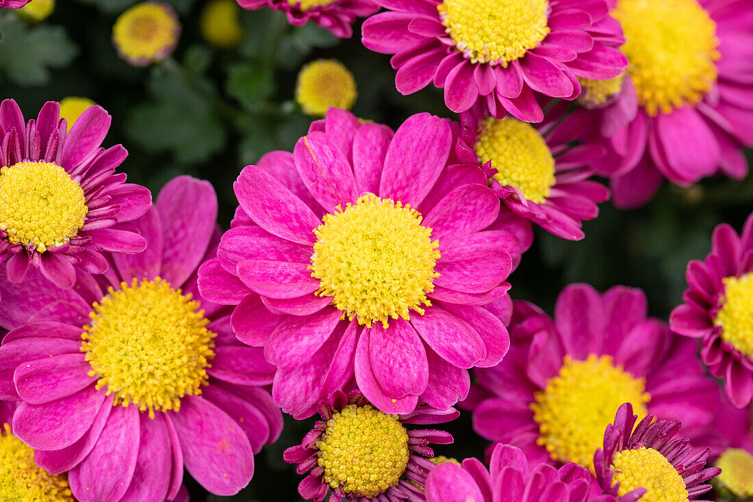 Chrysanthemum multiflora