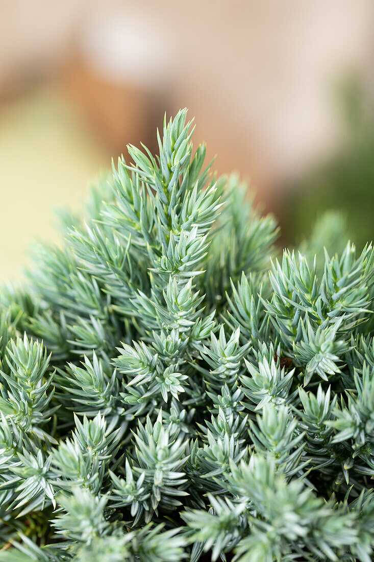 Juniperus chinensis