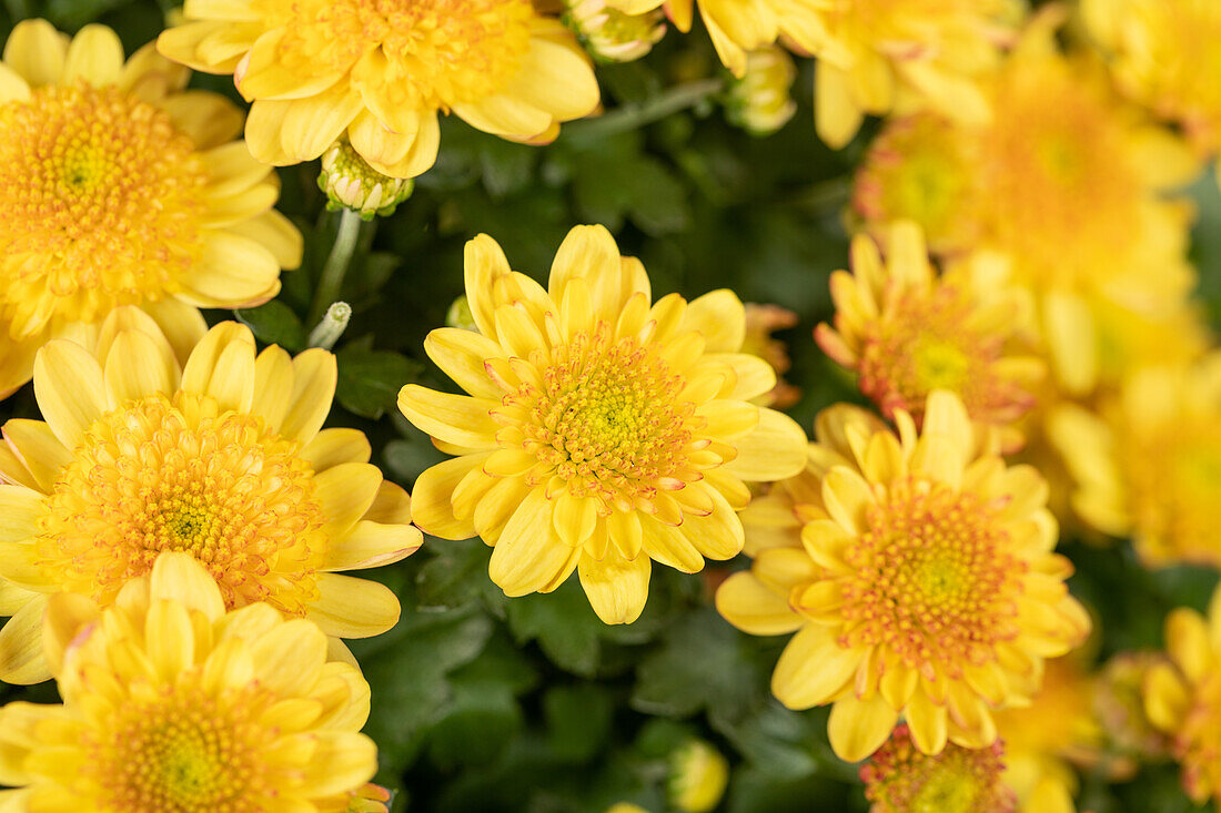 Chrysanthemum multiflora 'Amarena'