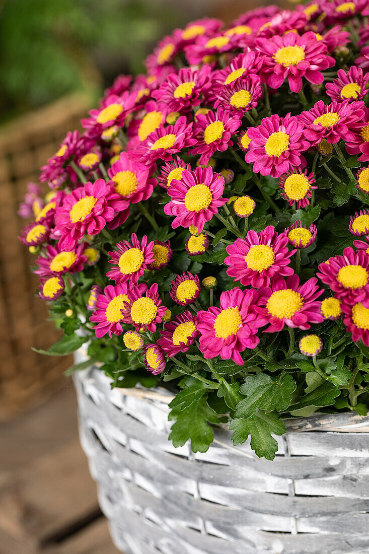 Chrysanthemum multiflora, pink