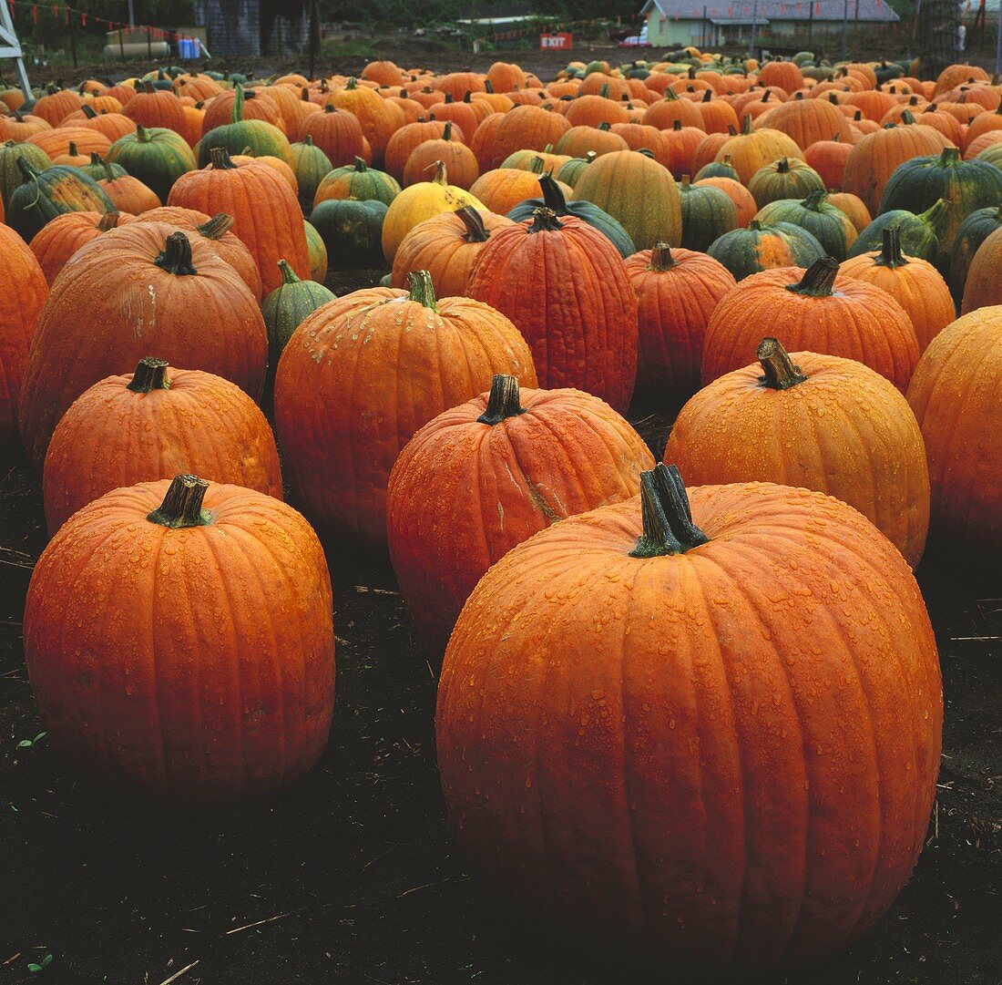 Freshly harvested pumpkins in  field at a pumpkin farm