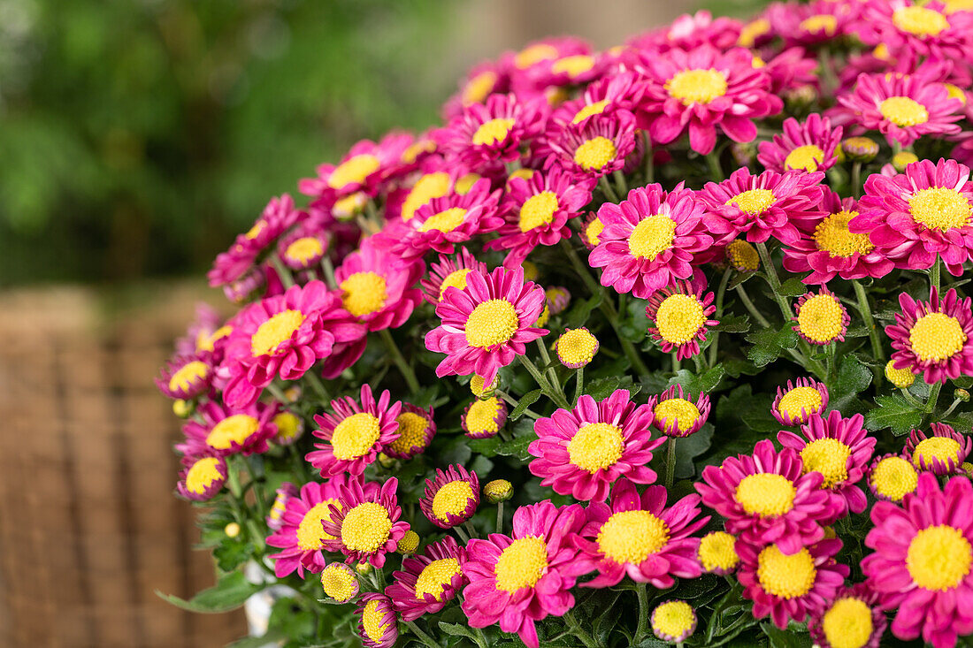 Chrysanthemum multiflora