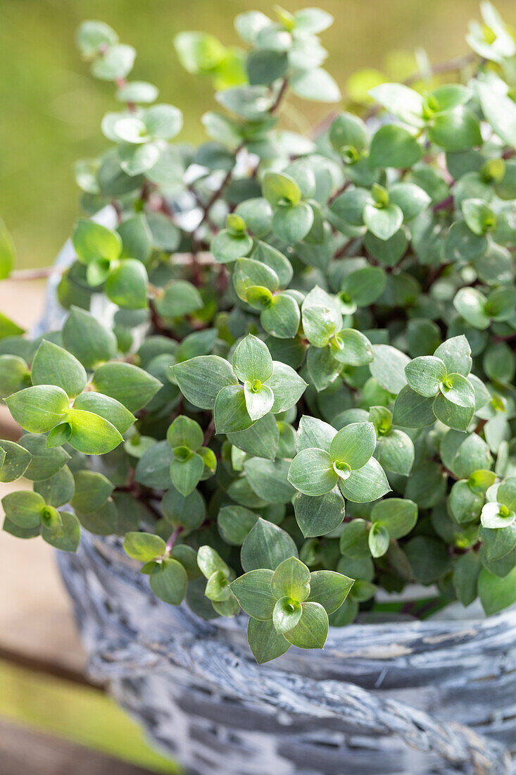 Callisia repens